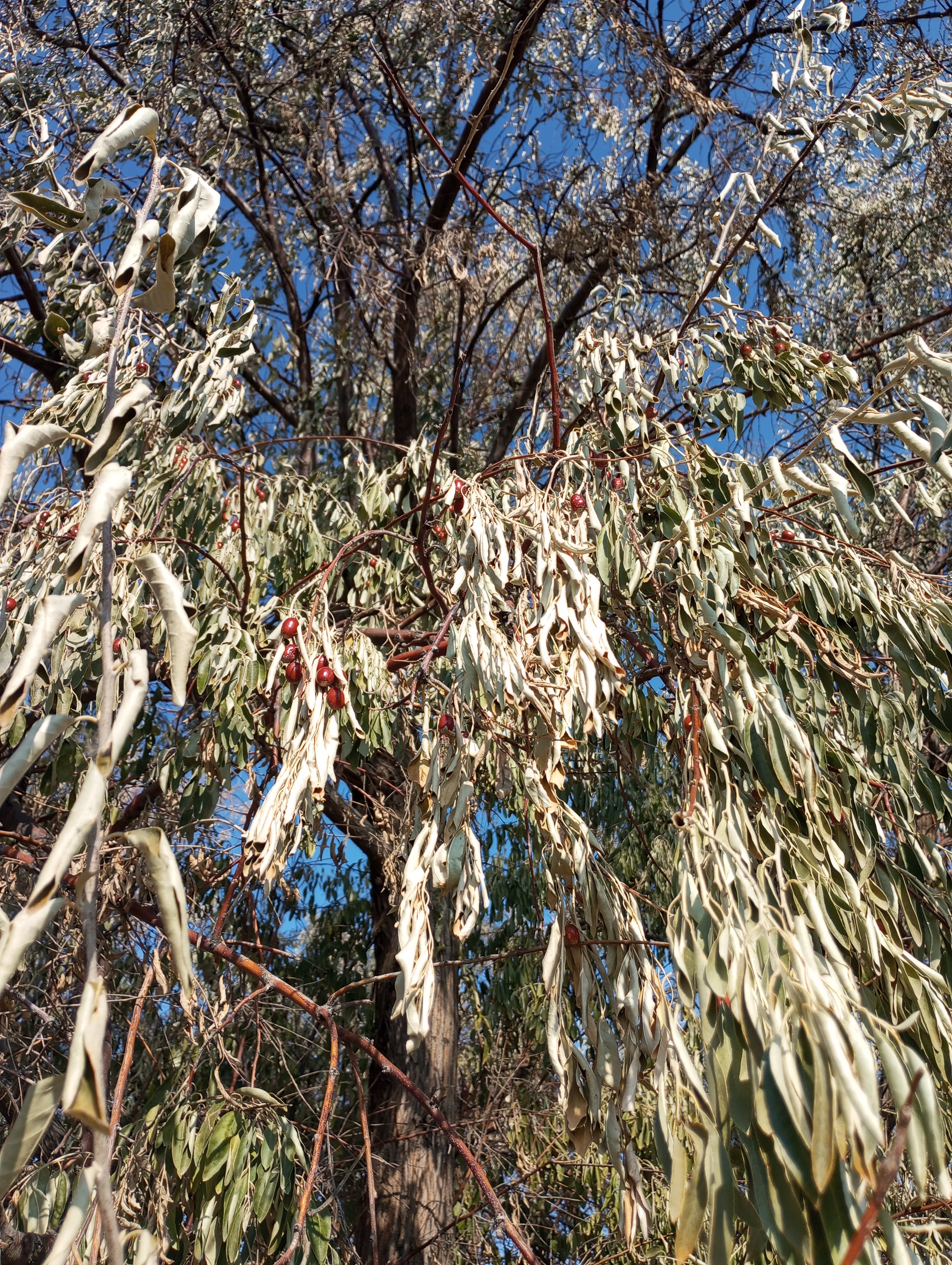 Elaeagnus angustifolia---Фанаты---251115-010